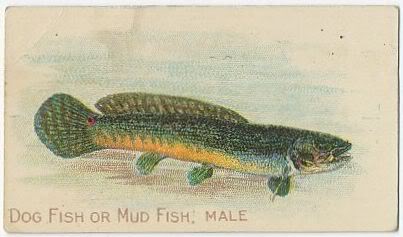 67 Dog Fish or Mud Fish Male